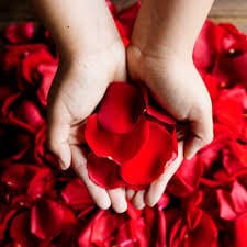 Clear Box of Fresh Rose Petals